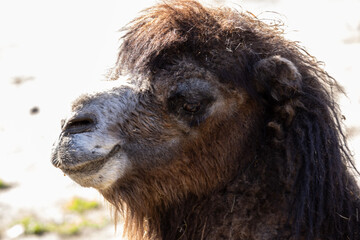 A Bactrian camel (Camelus bactrianus) is easily identified by its two humps on its back.The camel's...