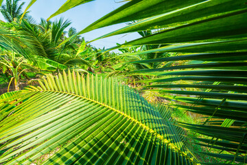 Green Coconut leaves tree plantation in nature a tropical rain forest the garden integrated agriculture nature the garden with daylight blue sky white clouds in Thailand.