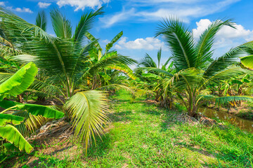 Coconut tree and Green Banana plantation in nature a tropical rain forest the garden integrated...