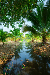 Green Banana and Coconut tree plantation in nature farm with a water canal a tropical rain forest the garden integrated agriculture nature the garden with daylight blue sky white clouds in Thailand.