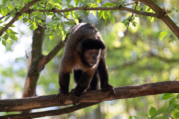 CAPUCHIN MONKEY SAPAJUS APELLA