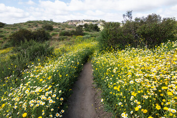 Spring flowers near the Weir Canyon trail in the Anaheim Hills community of Orange County California.