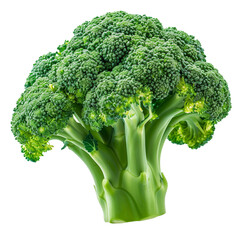 A large green broccoli head with a stem isolated on white or transparent background, png clipart, design element. Easy to place object on any other background.