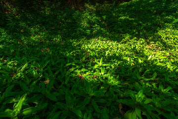 beautiful green callisia fragrans plant at Huai Kaeo waterfall at Huai Kaeo waterfall National Park in tourist attraction with green forest nature in Chiang Mai,Thailand.