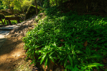beautiful green callisia fragrans plant at Huai Kaeo waterfall at Huai Kaeo waterfall National Park in tourist attraction with green forest nature in Chiang Mai,Thailand.