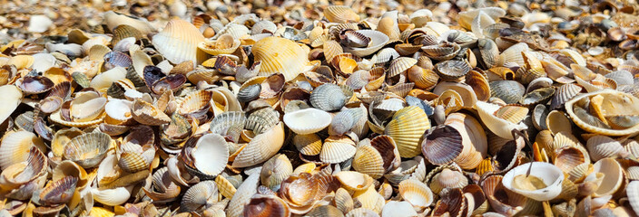 Colorful small seashells on the seashore