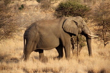 Fototapeta premium Majestic African elephant walking through dry grass in the savanna during a wildlife safari