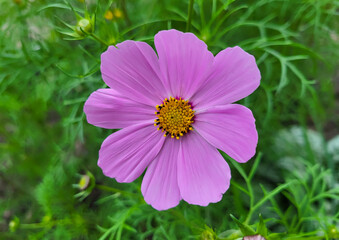 Fototapeta premium Pink chamomile on a green background of leaves.