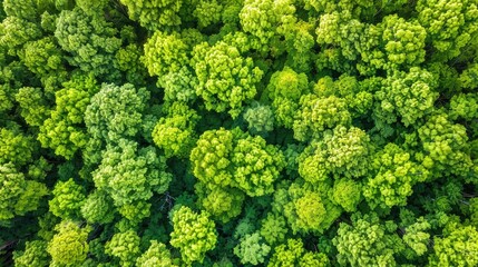 Obraz premium Green forest top view. Generative AI