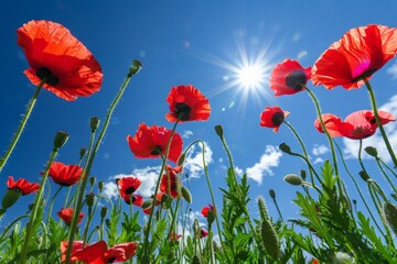 Naklejka premium Vivid red poppies sway in the sunlight against a clear blue sky, commemorating Anzac Day.