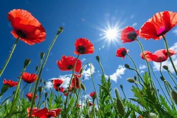 Vivid red poppies sway in the sunlight against a clear blue sky, commemorating Anzac Day.