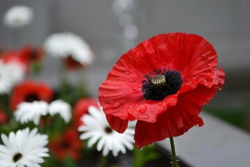 A dew-kissed red poppy stands out on a somber day of remembrance.