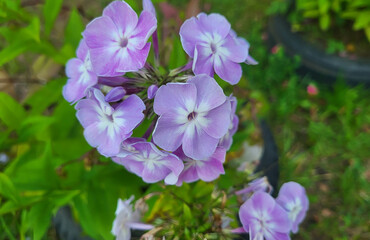 Obraz premium On a summer day, pale lilac flowers with a white radiant center of the garden phlox Phlox paniculata 'Prospero' in the garden