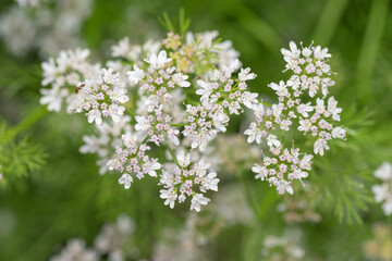 When the pink and white flowers of cilantro go to seed, they're referred to as coriander, and are valuable in flavoring food.