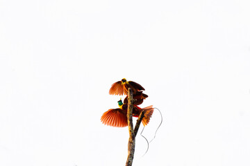 Birds of Paradise