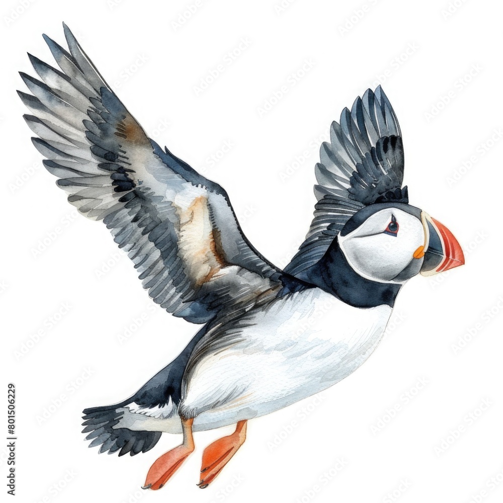 Wall mural flying puffin bird in watercolour on white background