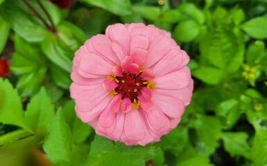 Pink delicate graceful zinnia on a green background of a flower bed.