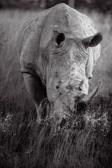 white rhino in the wild