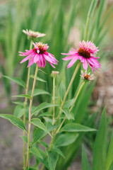Pink flowers of Echinacea Double Decker in the garden at summer