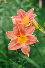 Two coral daylily flowers with yellow centers bloom in the garden