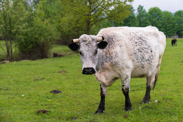 A white cow grazes on a green meadow with fresh, lush grass. A cow grazes in the countryside outdoors.