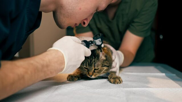 in a veterinary clinic veterinarian doctor holds another checking a cat's ear