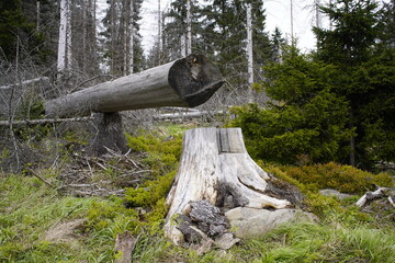 Between 2012, 2020, the forest area in Germany decreased by 6.6% or 7,500 km². Spruce forests are...