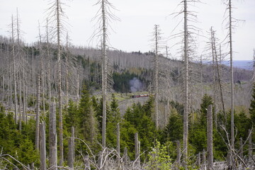 Between 2012, 2020, the forest area in Germany decreased by 6.6% or 7,500 km². Spruce forests are...