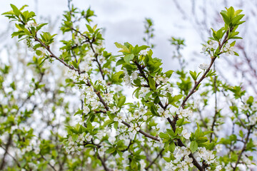Branches of plum tree blossoming. Close-up of plum blossom. White flowers on a tree branch, plum blossoms blooming in the early afternoo