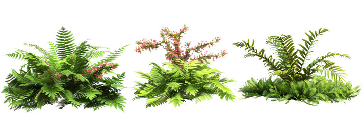 set of scenes of ferns with azaleas, isolated on transparent background