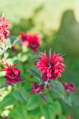 Carmine red Monarda flowers Be Happy in the garden