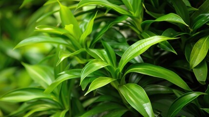 Fototapeta premium A vibrant close-up of the bright green leaves of a Phoenix roebelenii, showcasing the lush foliage.