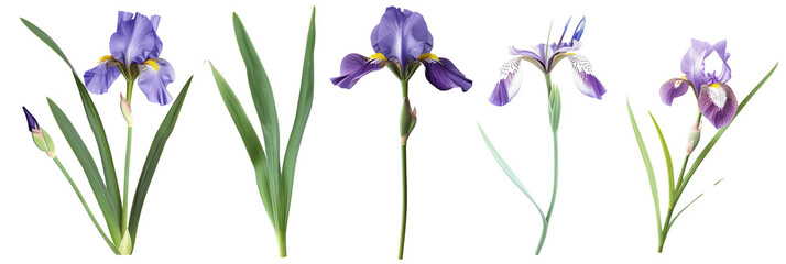 Set Irises With Swordlike Leaves