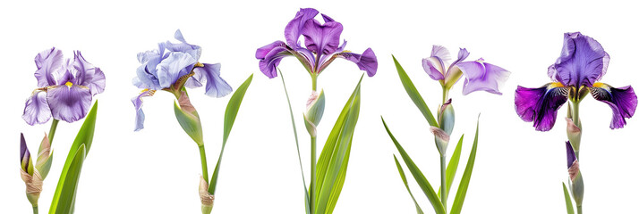Set Irises With Swordlike Leaves