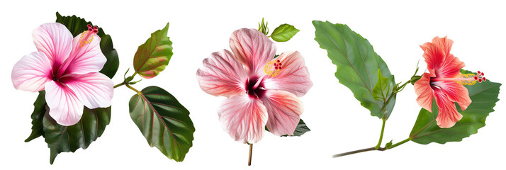 set of hibiscus flowers with large green leaves, isolated on transparent background