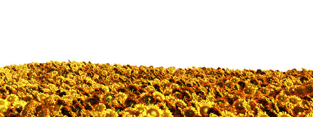 Endless Field of Blooming Sunflowers under a Stark Night Sky