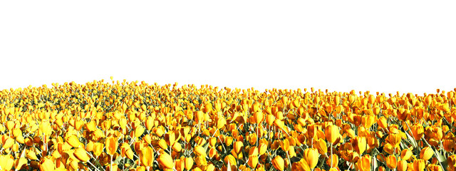 Expansive Ocean of Golden Yellow Tulips Under a Radiant White Sky