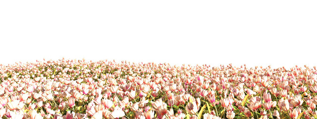 Ethereal Field of Soft Pink Tulips Under a Clear White Sky
