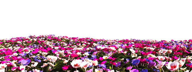 Vivid Tapestry of Multicolored Cyclamen Flowers in Full Bloom