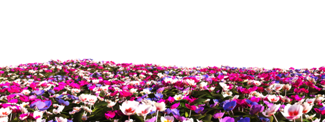 Vivid Tapestry of Multicolored Cyclamen Flowers in Full Bloom