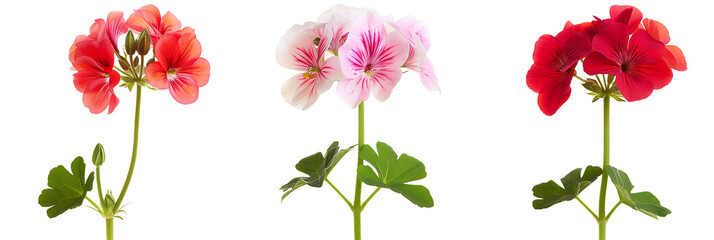 set of colorful geraniums, isolated on transparent background