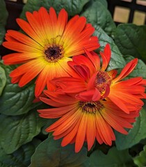 orange flower in a garden