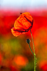 red poppy flower