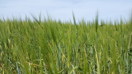 “Green grass swaying in the wind under a blue sky on a summer day”