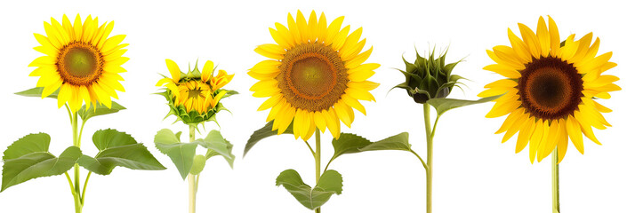 set of sunflowers, isolated on transparent background