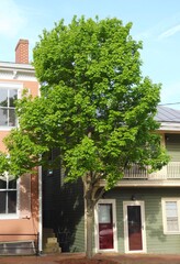 Street Scene with Tree and Colorful Buildings