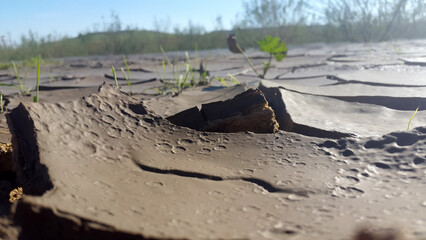 A green tree stands alone in a desert landscape with sand and a distant beach under a blue sky