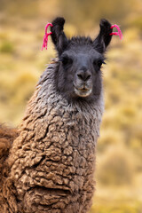 Portrait of a black-faced llama with pink ear ribbons