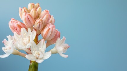   A background of pink and white flowers against a blue sky