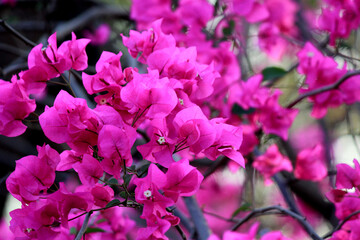 bougainvillea flowers blooming in india close up shots